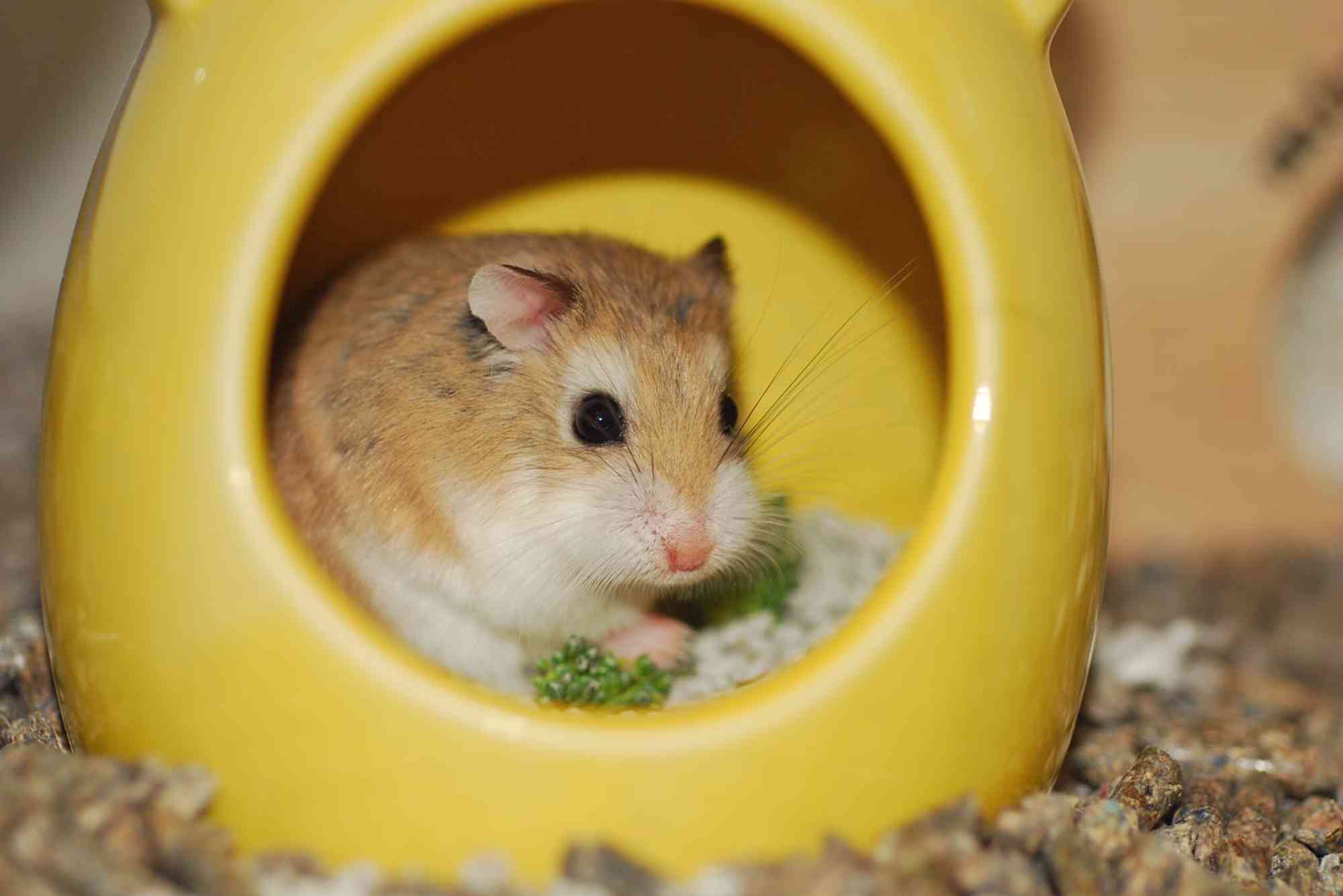 hamster poops in food bowl