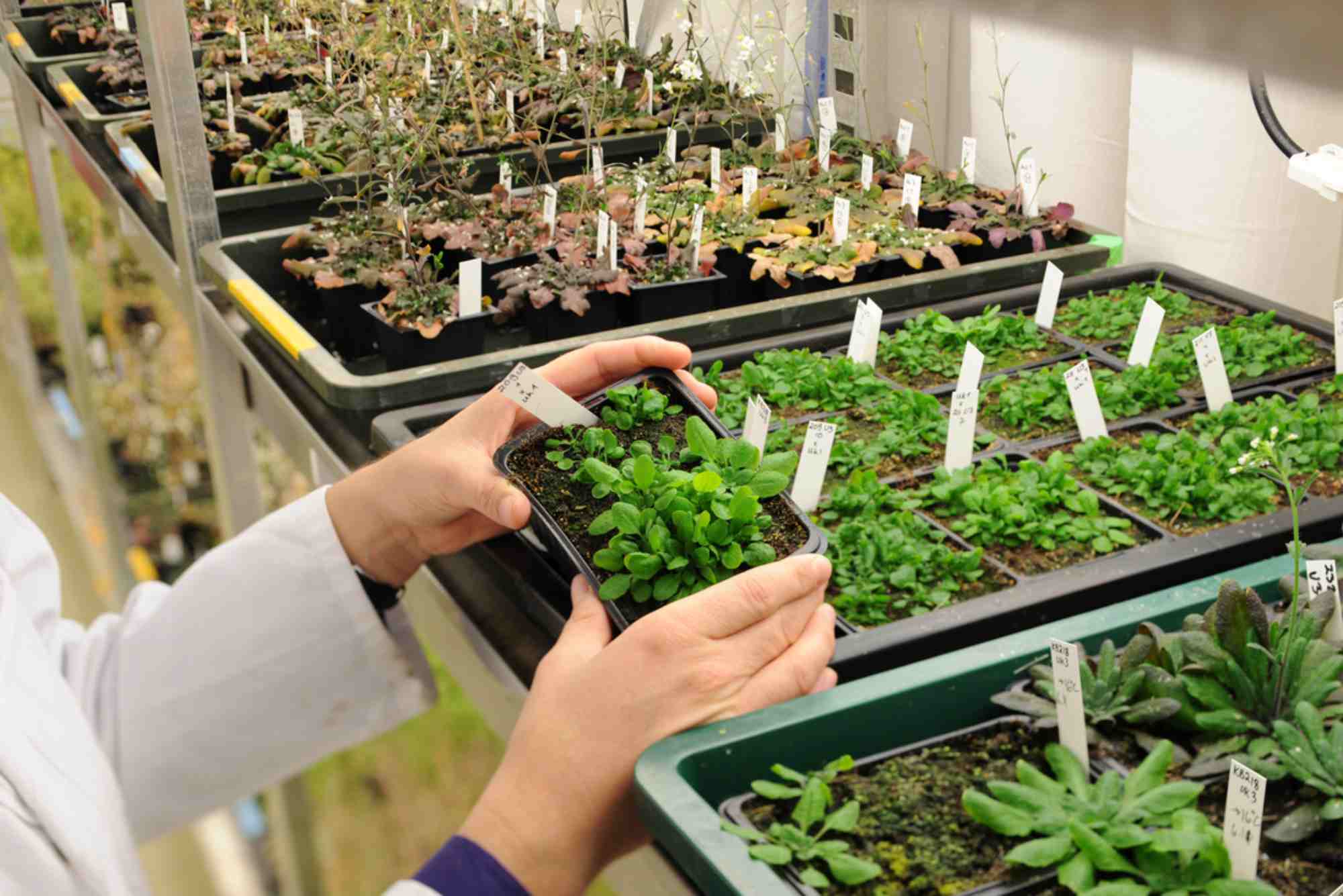 Autotrophic Nutrition