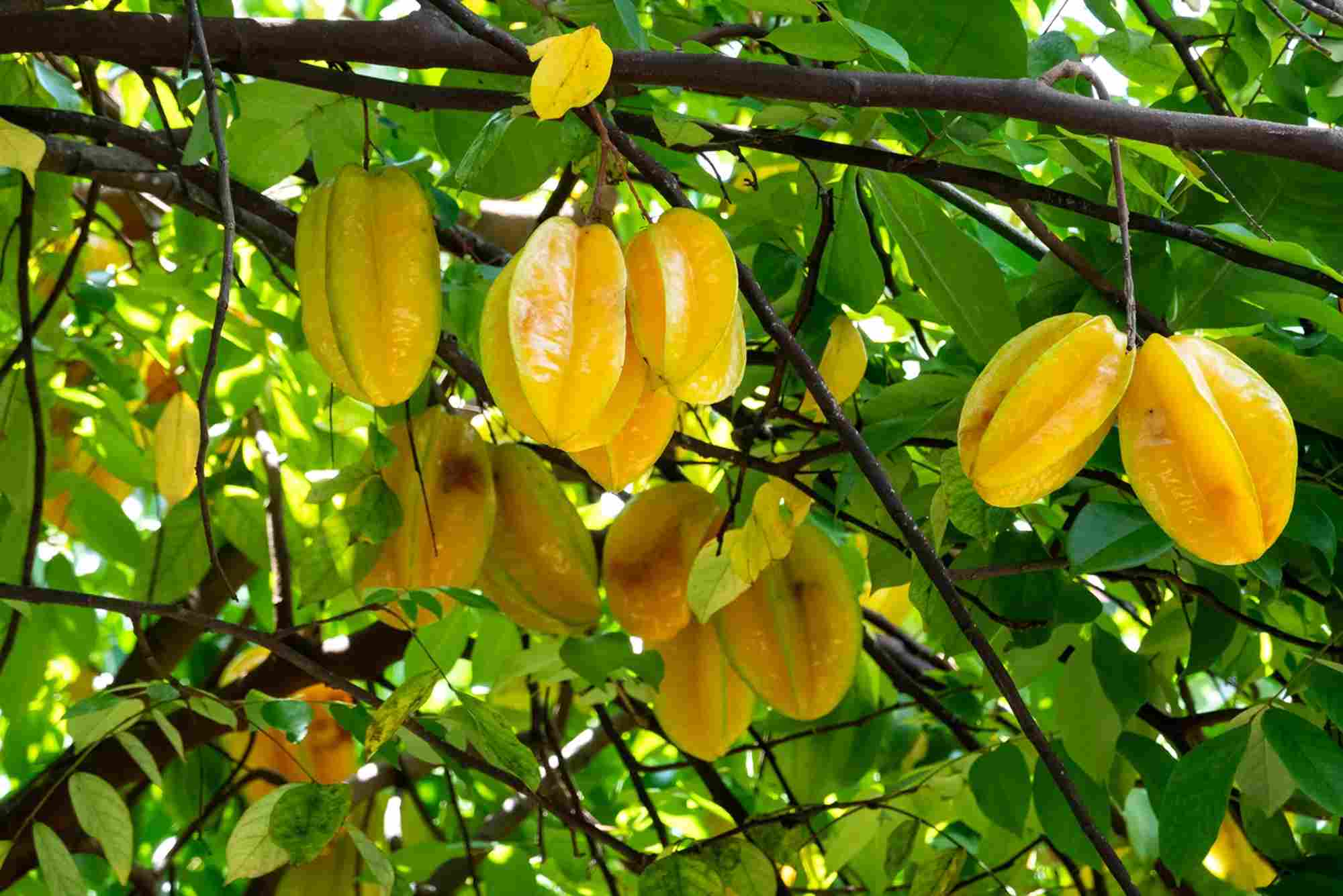 Balimbing Fruit Health Benefits