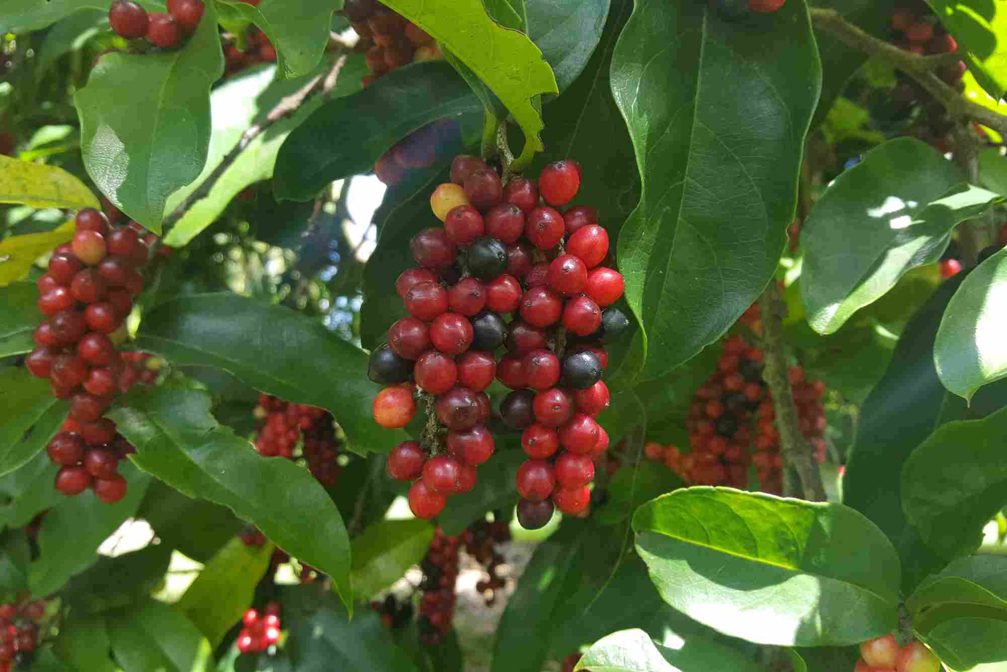 Bignay Fruit Health Benefits